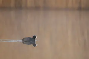 Central Europe Deserted Spot Drucke: A coot reflected in the water surface