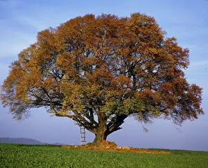 Copper Beech Tree Drucke: Copper beech