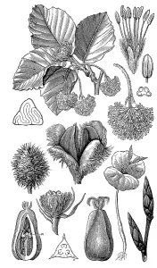 Common Beech Deciduous Tree Drucke: the copper beech (Fagus sylvatica) or common beech