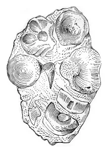 Old Engraved Art Style Drucke: Other coprolite the same land, containing undigested bones of a small ichthyosaur