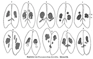Fortpflanzung von Paramaecium aurelia
