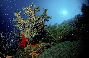Pacific Ocean Diving Drucke: Coral reef