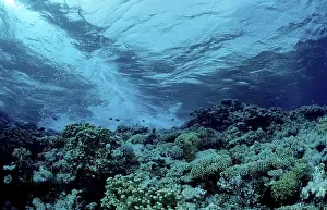 Scuba Diving In Egypt Drucke: Coral reef