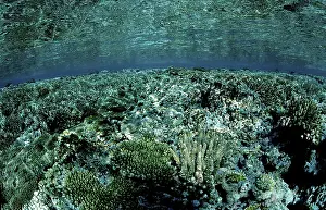 Scuba Diving In Egypt Drucke: Coral reef