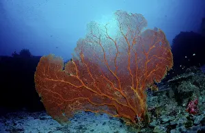 Indian Ocean Sea Life Drucke: Coral reef