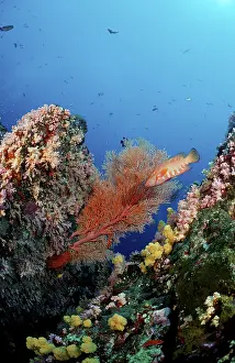 Tropical Sea Life Drucke: Coral reef
