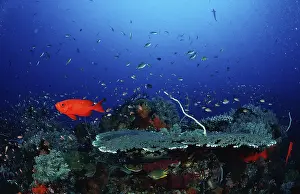 Southeast Asia Sea Life Drucke: Coral reef