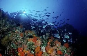 Southeast Asian Coral Reefs Drucke: Coral reef