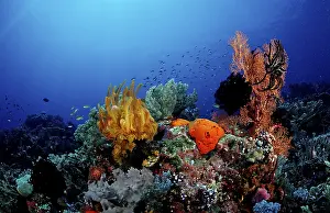 Komodo National Park Drucke: Coral reef