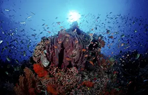 Scuba Diving In Indonesia Drucke: Coral reef