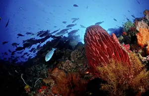 Underwater Diving Drucke: Coral reef