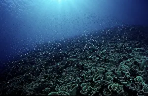 Southeast Asia Holidays Drucke: Coral reef