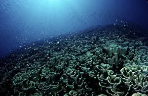Coral Reef Images Drucke: Coral reef