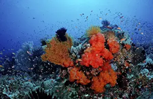 Scuba Diving Holidays Drucke: Coral reef