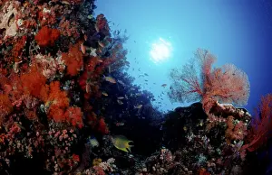 Scuba Diving Indonesia Drucke: Coral reef