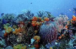 Marine Protected Area Drucke: Coral reef