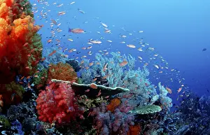 Indian Ocean Sea Life Drucke: Coral reef