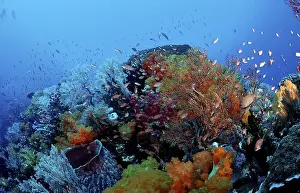 Indian Ocean Dive Drucke: Coral reef
