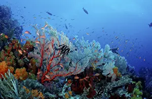 Indian Ocean Sea Life Drucke: Coral reef