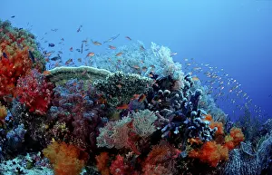Marine Protected Area Drucke: Coral reef