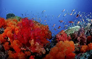 Scuba Diving Holidays Drucke: Coral reef
