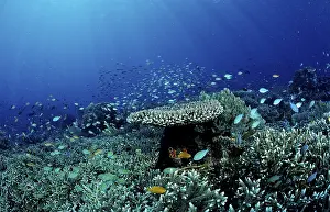 Indian Ocean Dive Drucke: Coral reef