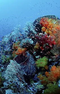 Indian Ocean Sea Life Drucke: Coral reef