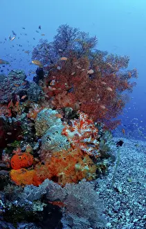 Scuba Diving In Indonesia Drucke: Coral reef