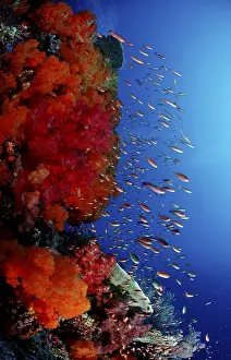 Tropical Holiday Destinations Drucke: Coral reef
