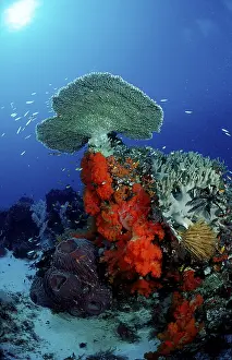 Southeast Asia Nature Tourism Drucke: Coral reef