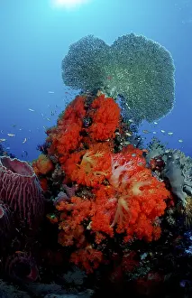 Scuba Diving Holidays Drucke: Coral reef