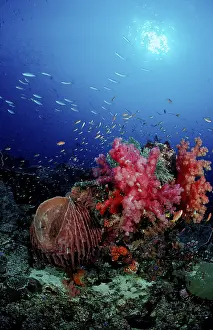 Scuba Diving In Indonesia Drucke: Coral reef