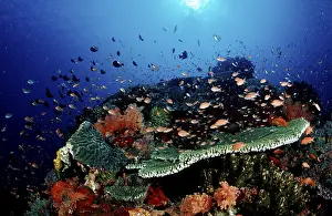 Southeast Asia Nature Tourism Drucke: Coral reef