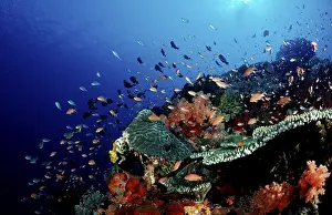 Scuba Diving Indonesia Drucke: Coral reef