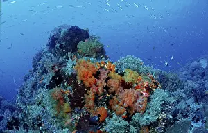 Southeast Asia Nature Tourism Drucke: Coral reef
