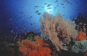 Southeast Asia Dive Sites Drucke: Coral reef