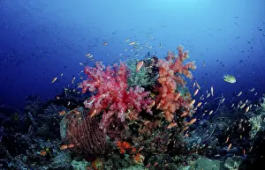 Indian Ocean Dive Drucke: Coral reef