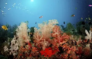 Tropical Waters Drucke: Coral reef