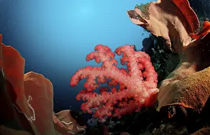 Soft Coral Species Drucke: Coral reef