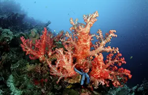Blue Water Diving Drucke: Coral reef