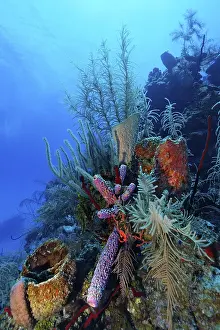 Caribbean Marine Life Drucke: Coral reef with multi-coloured