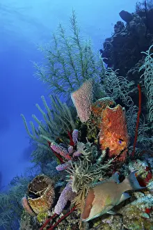 Underwater Marine Animals Drucke: Coral reef with multi-coloured