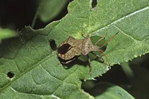 Kürbiswanze Drucke: Coreus marginatus, Fransenwanze
