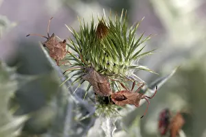 Drucke von Coreus marginatus, Lederschmetterling, Margenwanze Hemiptera Drucke: Coreus marginatus, Lederwanze, Randwanze
