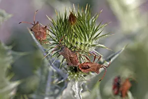Drucke von Coreus marginatus, Lederwanze, Randwanze Hemiptera Drucke: Coreus marginatus, Lederbüschelkäfer, Randkäfer