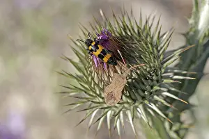 Drucke von Ein Paar ungewöhnlicher Insekten: der Marginalwanz (Coreus marginatus) und die Streifenblitzkäfer (Mylabris variabilis) Hemiptera Drucke: Coreus marginatus, Margenwanze