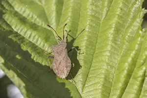 Drucke von Coreus marginatus, syn. Cimex marginatus, Große Randwanze, Lederwanze - Coreus marginatus, bekannt als Cimex, braune Zuckermage, Dock-Wanze, Dock-Blattwanze Hemiptera Drucke: Coreus marginatus, Syn. Cimex marginatus