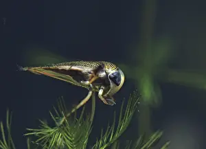 Pterygote Insect Image Drucke: Corixidae spec. rowing bug spec