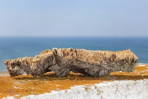 Cork Oak Bark Drucke: Cork bark from oak tree trunk as commodity outside on wall