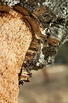 Namibia Landscape Drucke: A corkwood tree. Commiphora spp